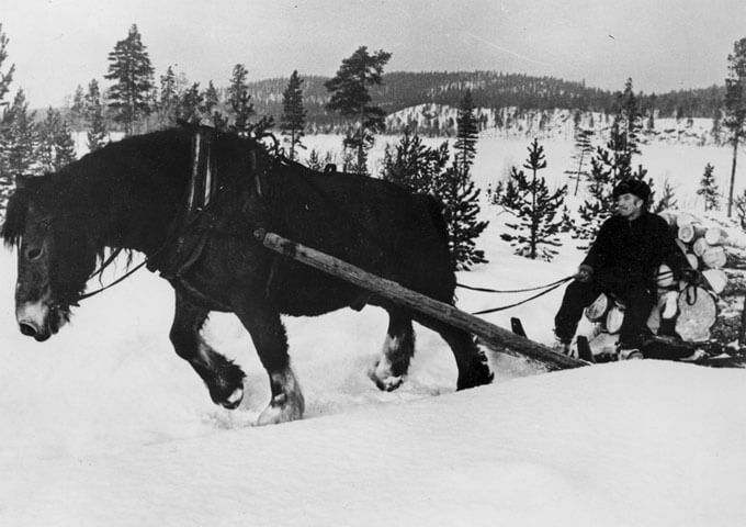 Hästkörning i Norrbotten, ur Skogsmuseets i Lycksele fotosamling