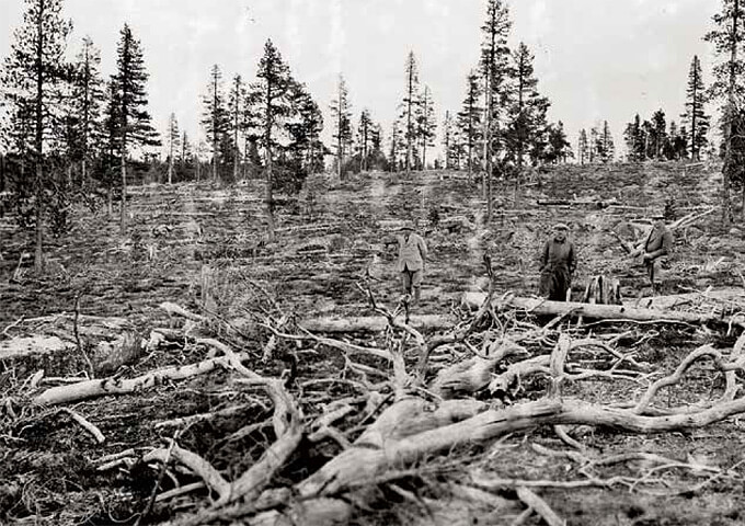 Exploaterande skogsbruk under tidigt 1900-tal. Foto Skogsbiblioteket, SLU.